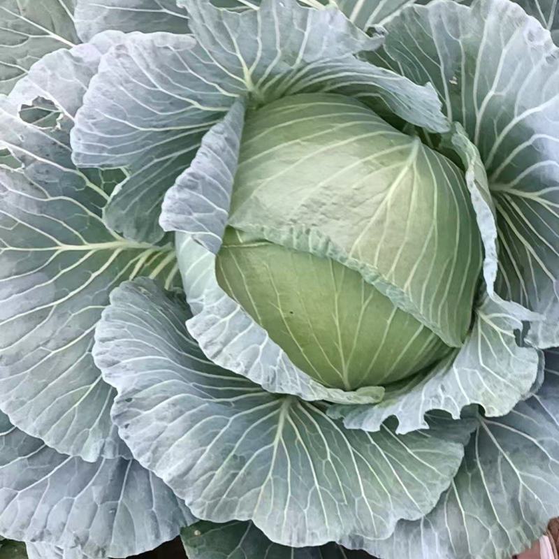 包菜