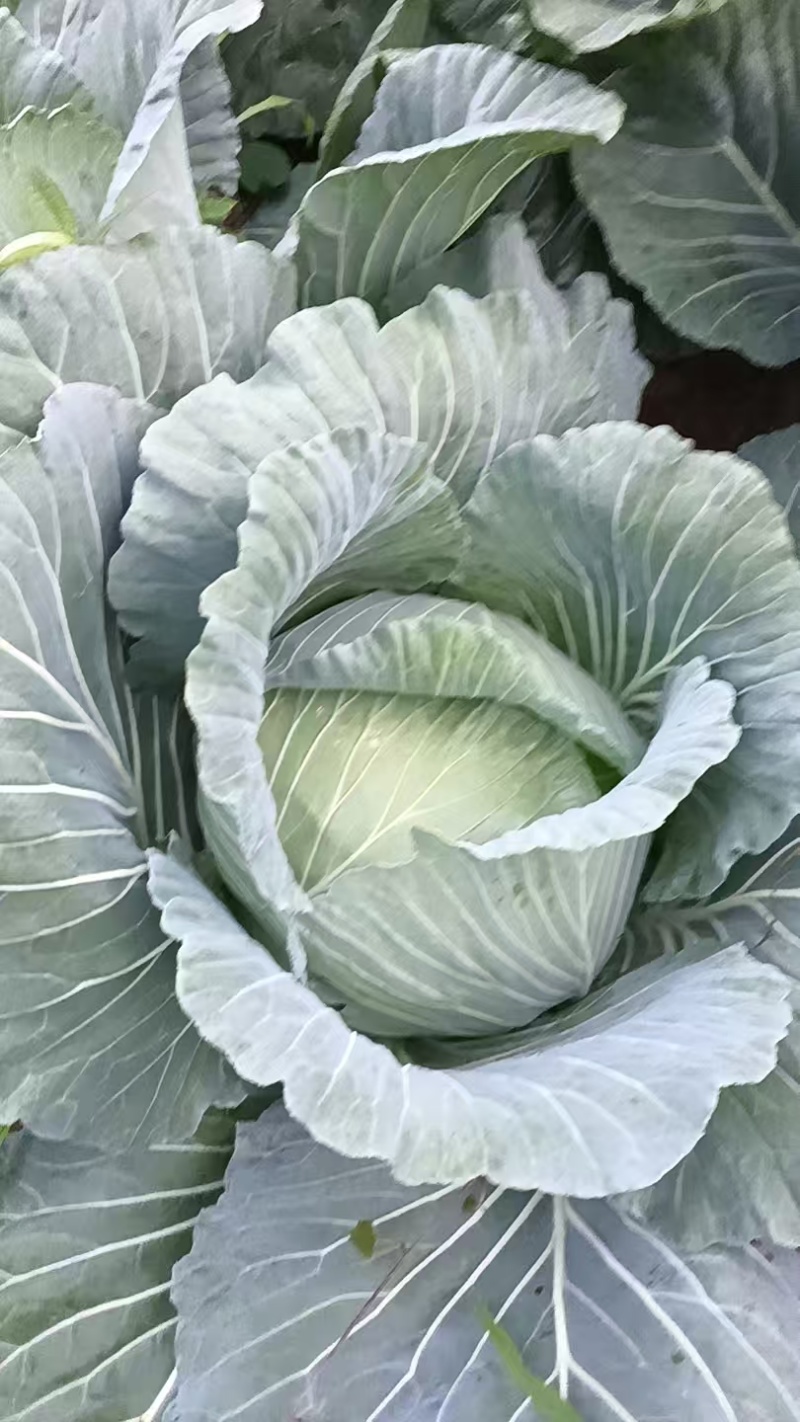 包菜