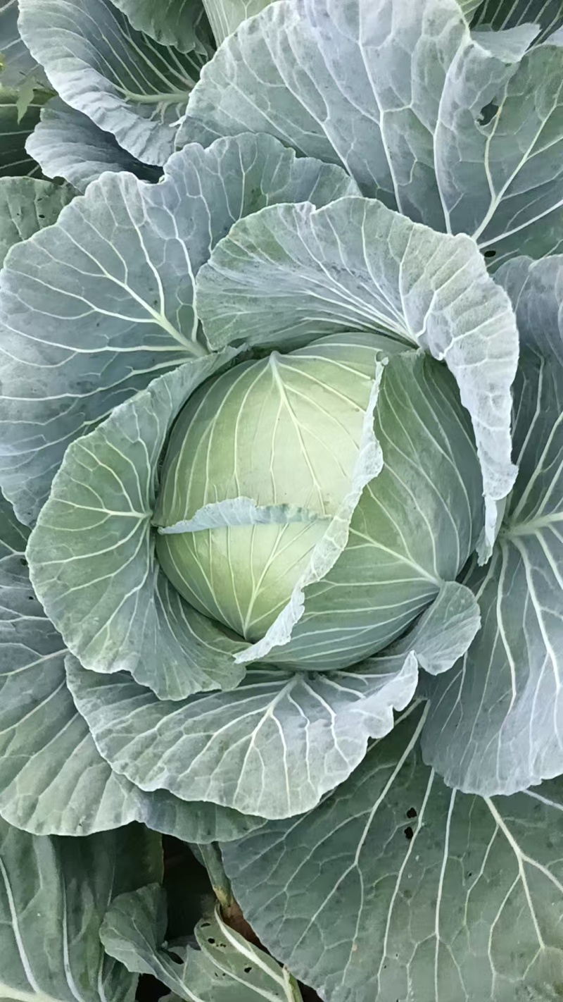 包菜