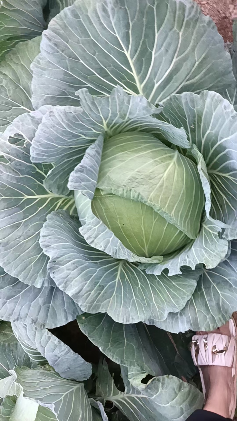 包菜
