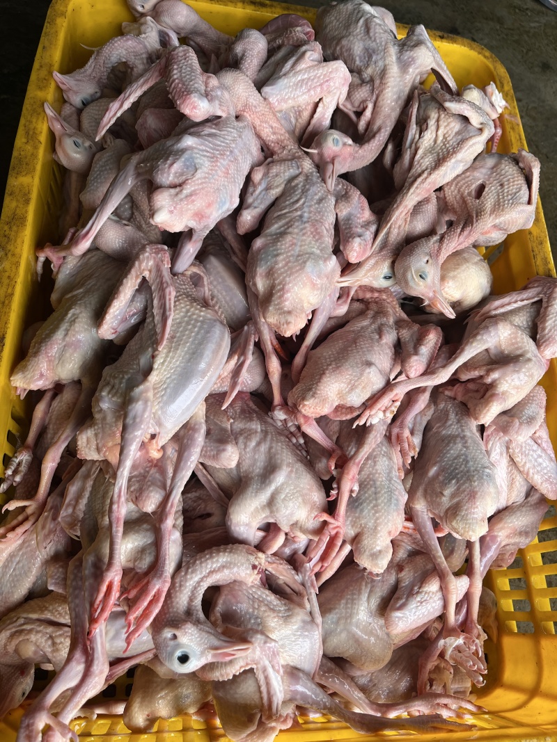 广东鸽子批发—手货源