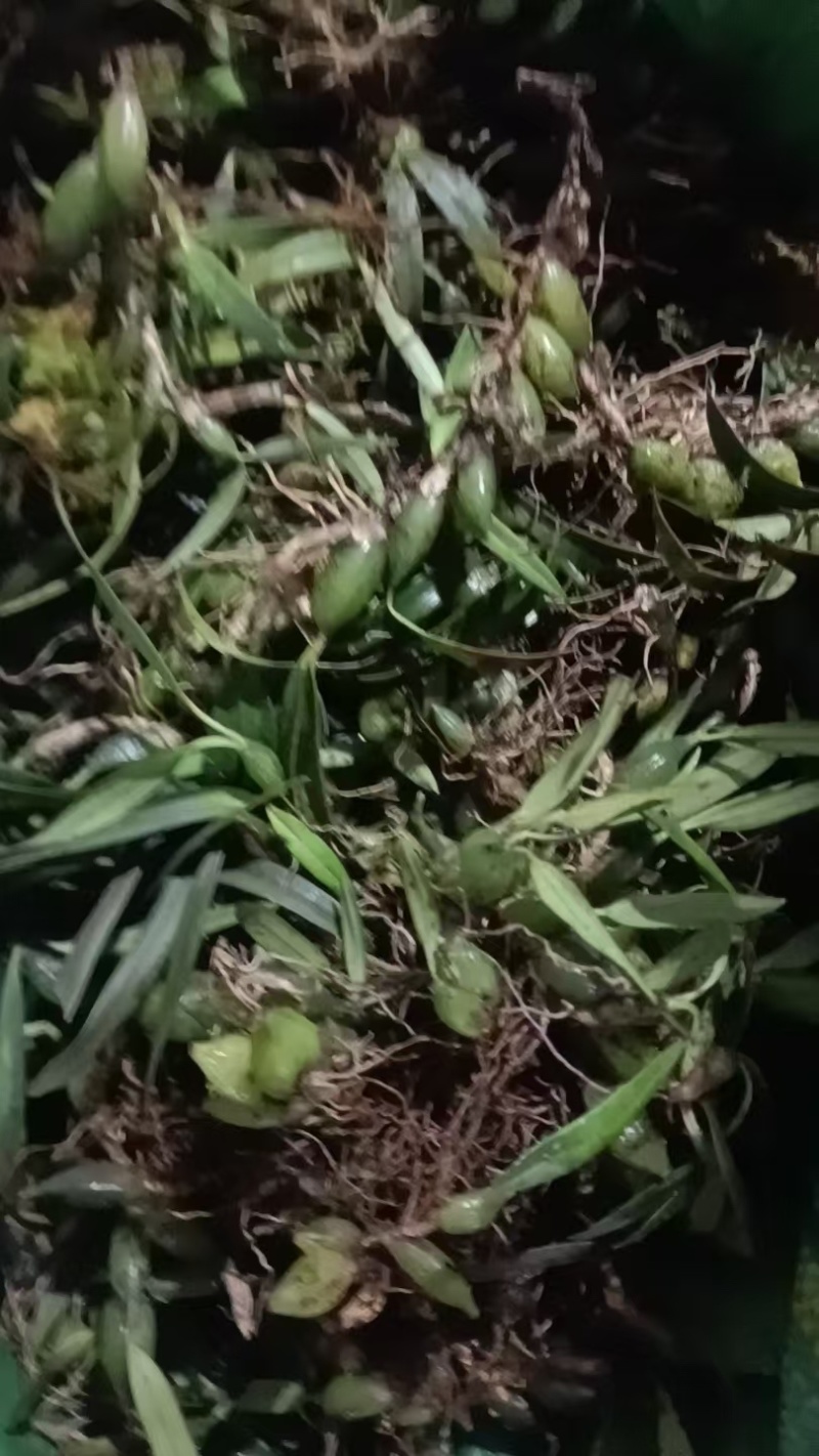 双叶小果石橄榄货源充足量大从优欢迎咨询