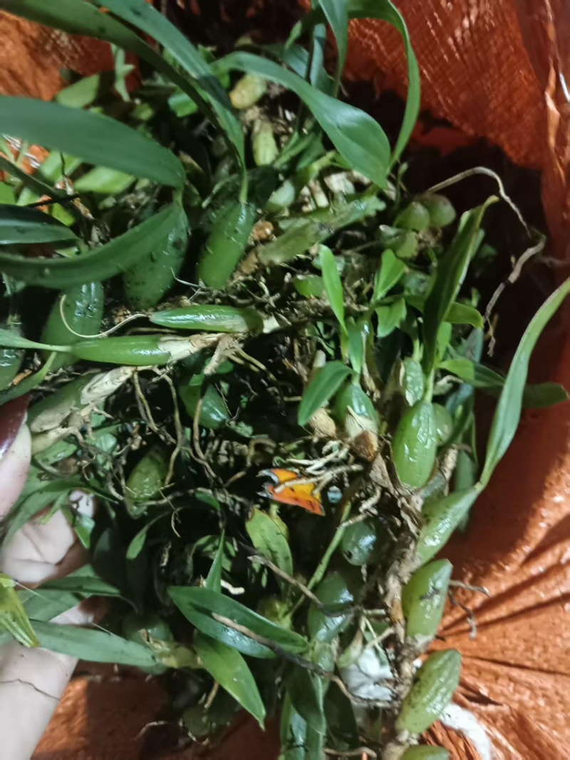 双叶小果石橄榄货源充足量大从优欢迎咨询