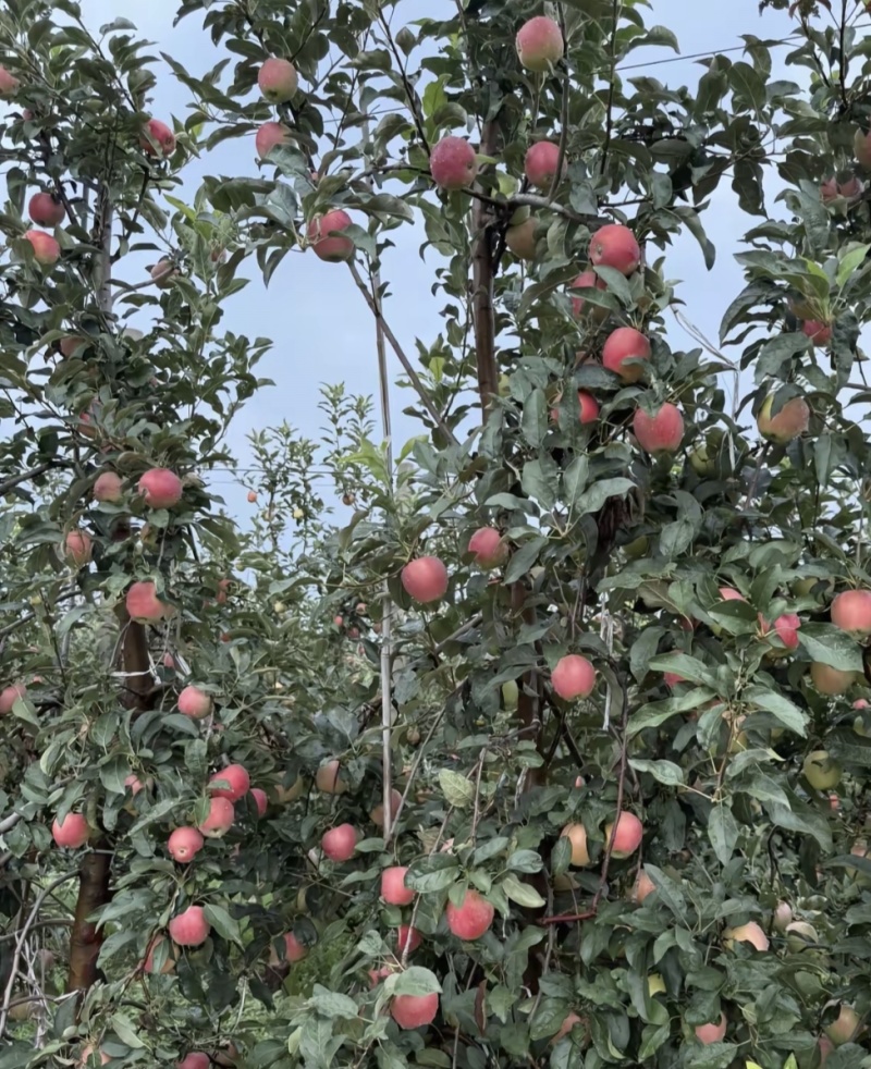 鲁丽苹果上市，价格美丽。