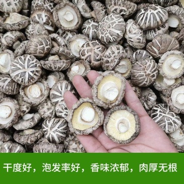 2-4cm花菇