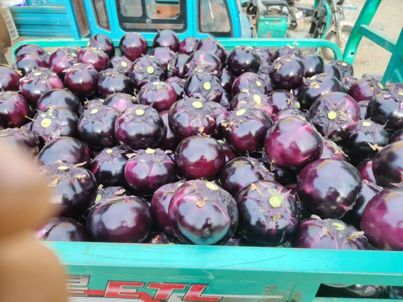 山东茄子黑亮紫光圆茄对接电商市场商超可视频