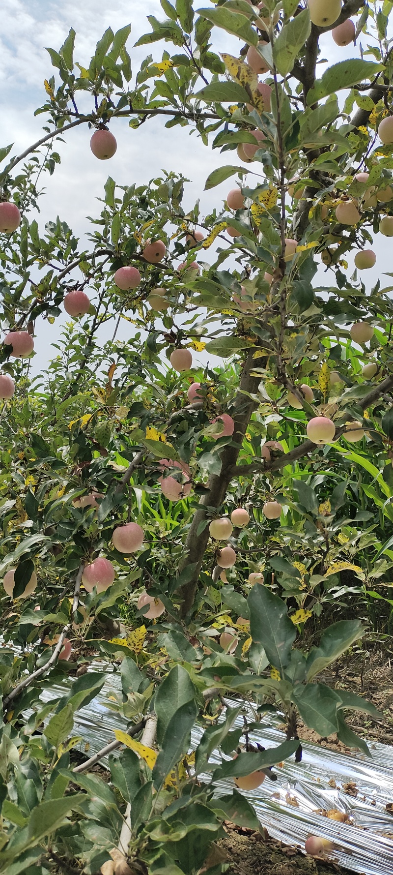 陕西乾县嘎啦红苹果