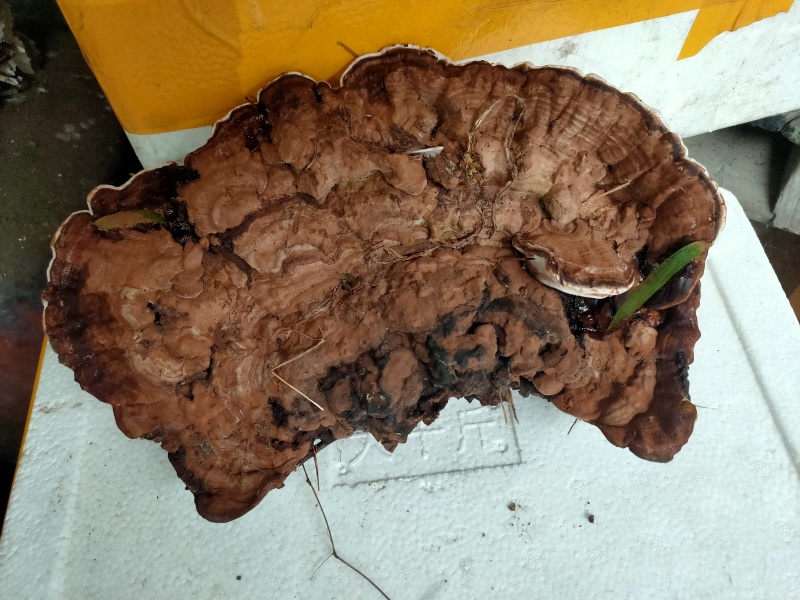 这个我也不知道是什么，我在百度搜了好像是叫树舍灵芝，野生
