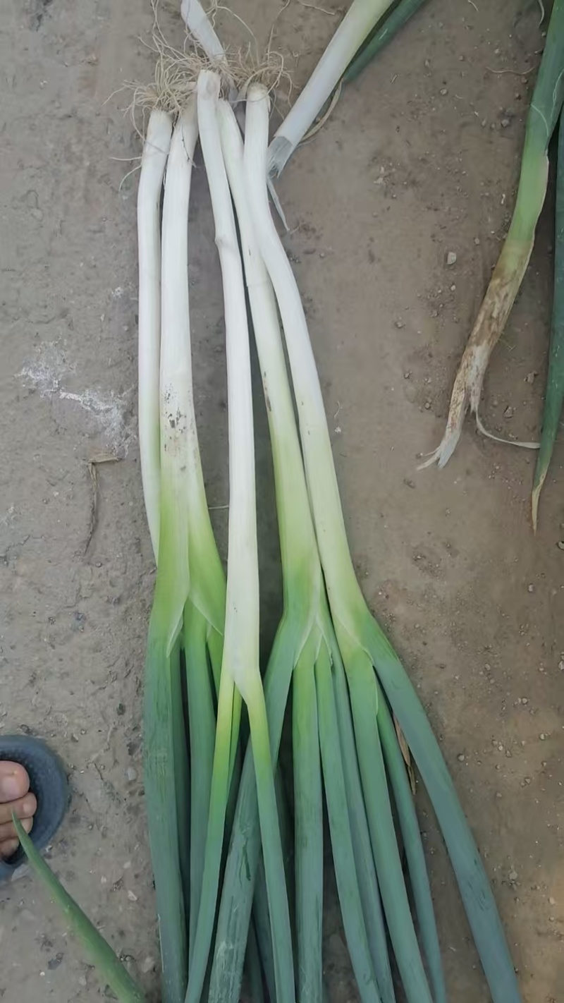 长白大葱批发