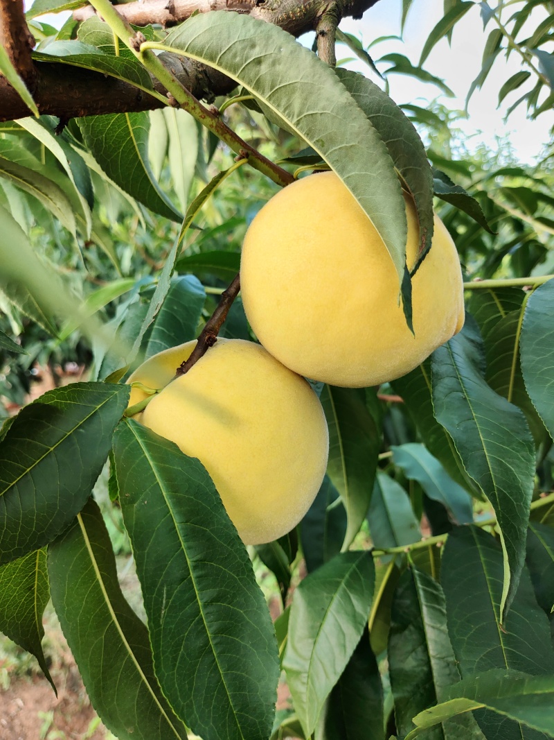 贵州安顺高山锦绣黄桃