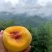 桂东锦绣高山黄桃