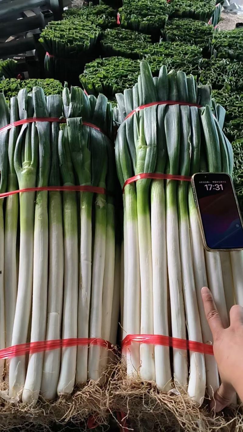 正宗铁杆大葱葱白长且粗优质精品超市货市场货都有按要求分拣打捆