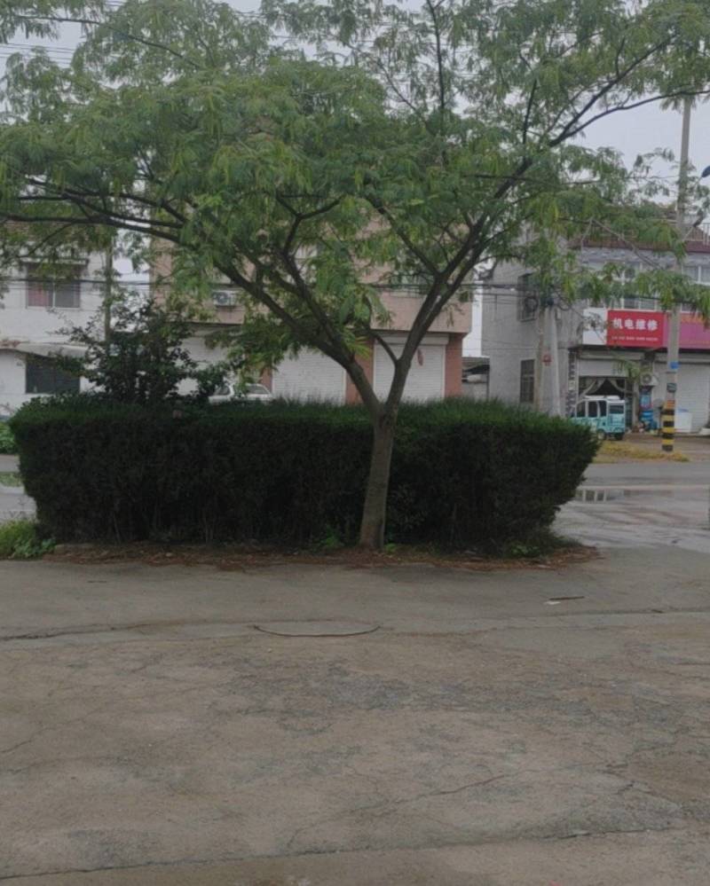 榕花树