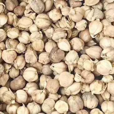白寇白豆蔻白扣白蔻