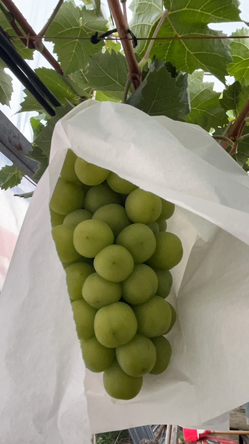 王记葡萄