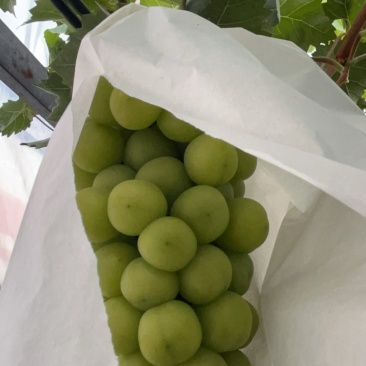王记葡萄