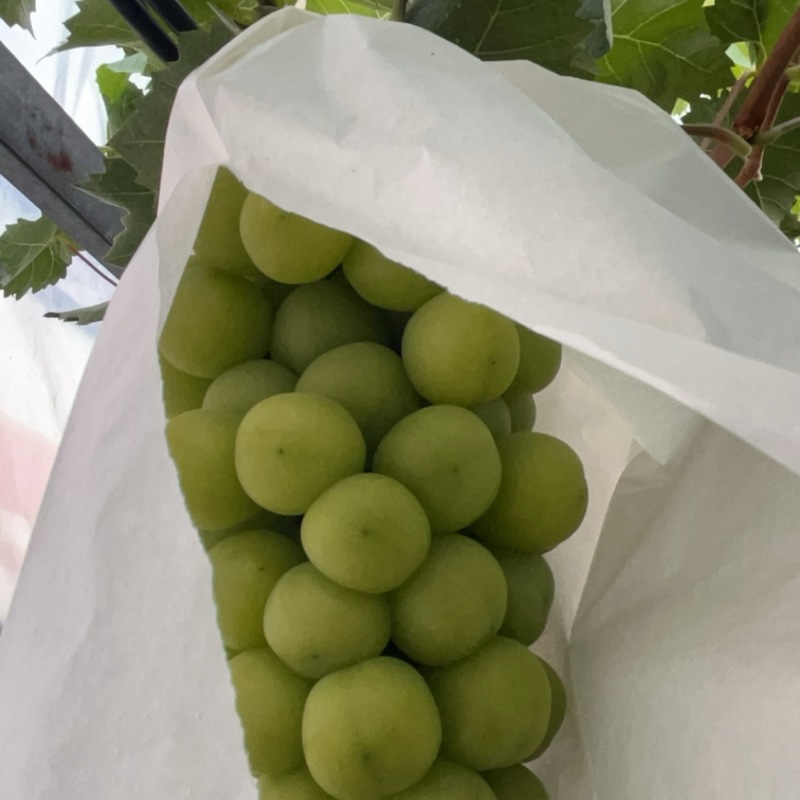 王记葡萄