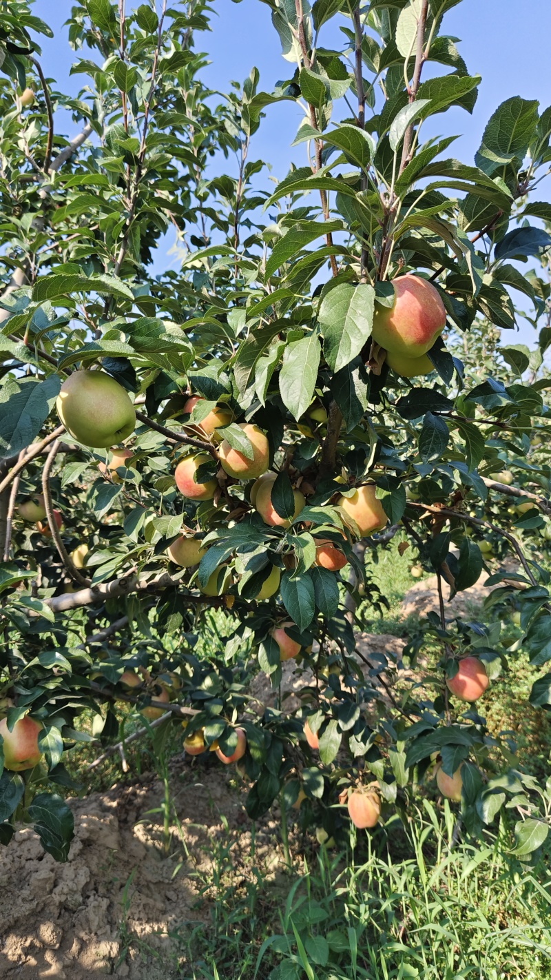早熟苹果-鲁丽、秦阳陆续上市