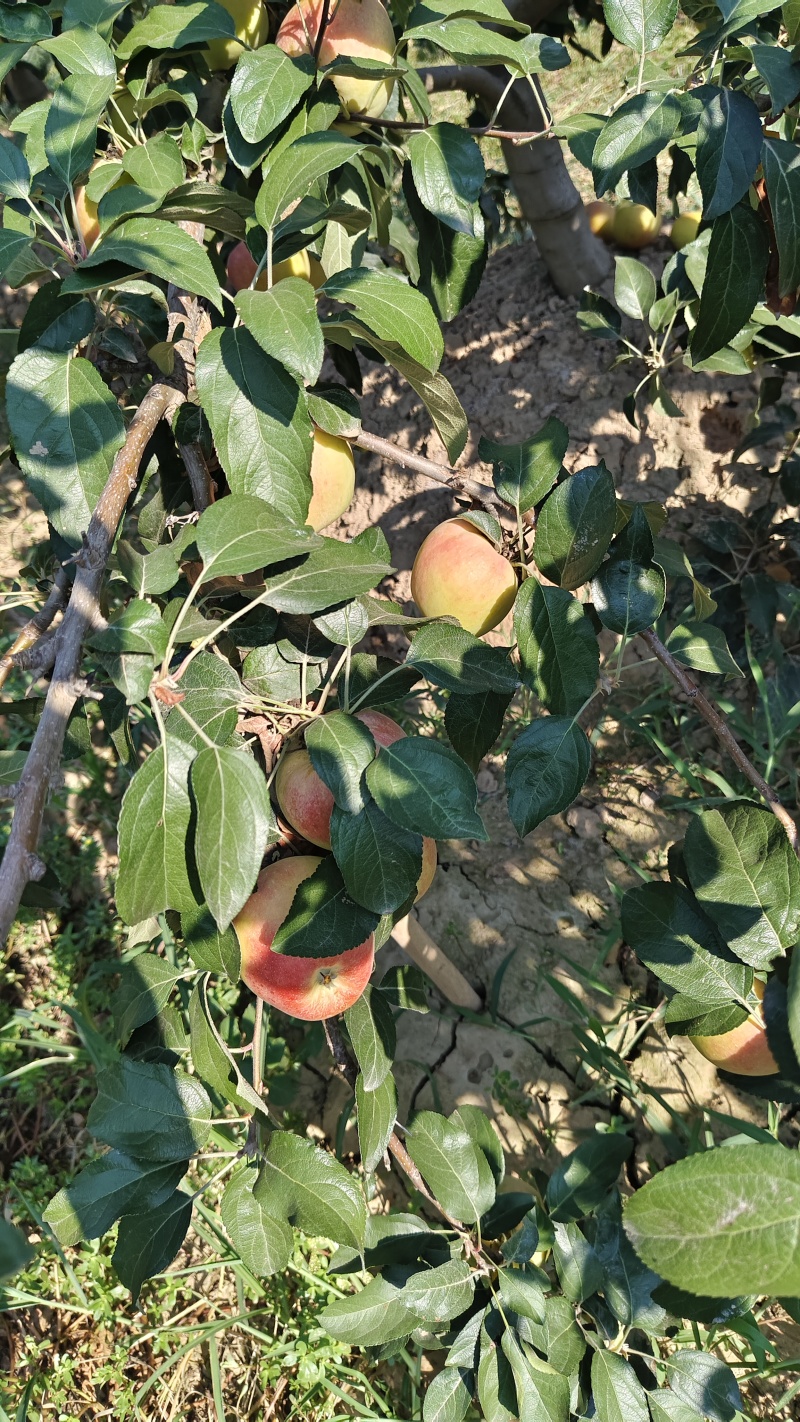 早熟苹果-鲁丽、秦阳陆续上市