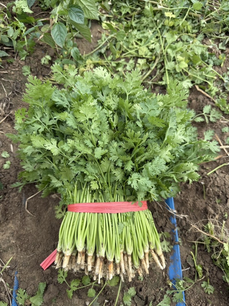 山东铁杆青香菜大量上市中，产地一手货源，视频看货对接全国