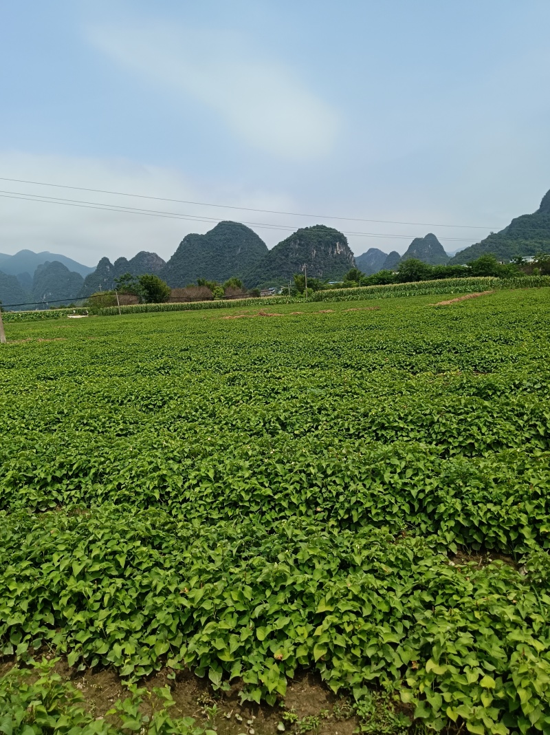鱼腥草，折耳根产地直供，品质保证，量大价优，一手货源