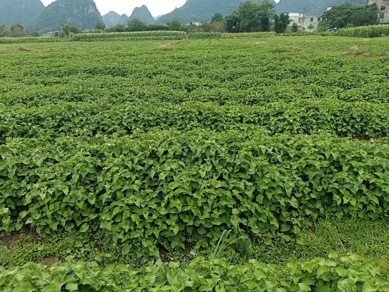 鱼腥草，折耳根产地直供，品质保证，量大价优，一手货源