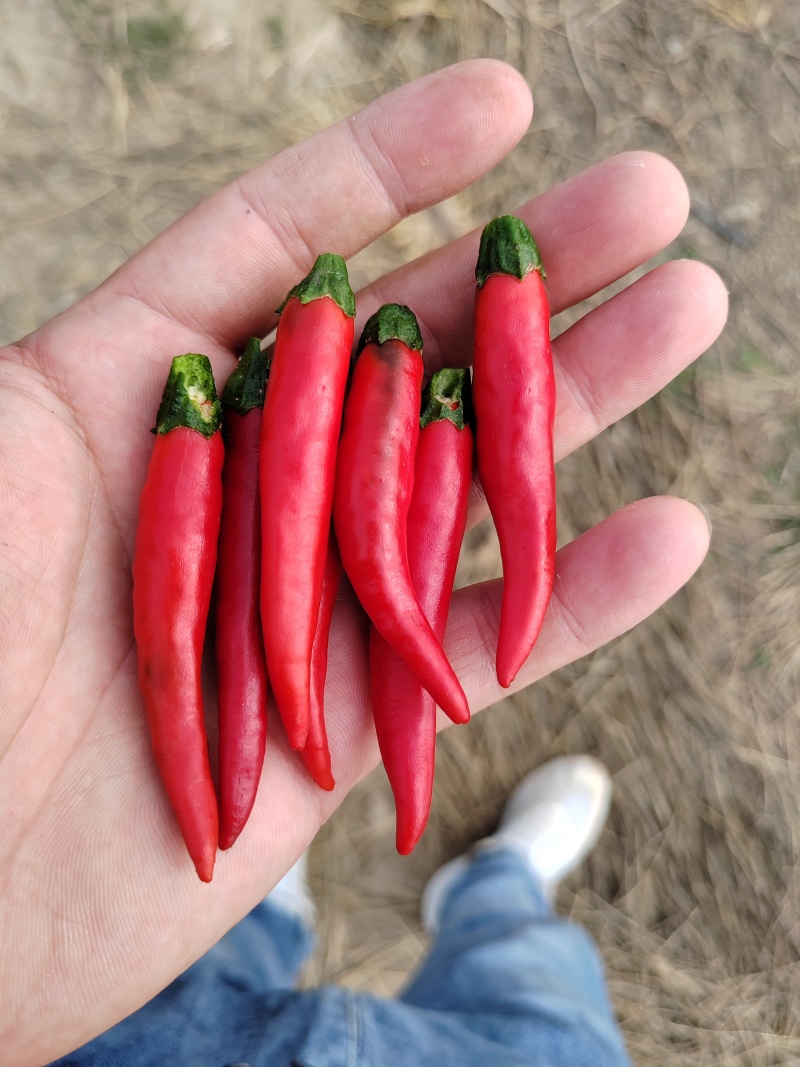 红小米椒无把无帽速冻烘干剁椒电商市场泡沫箱