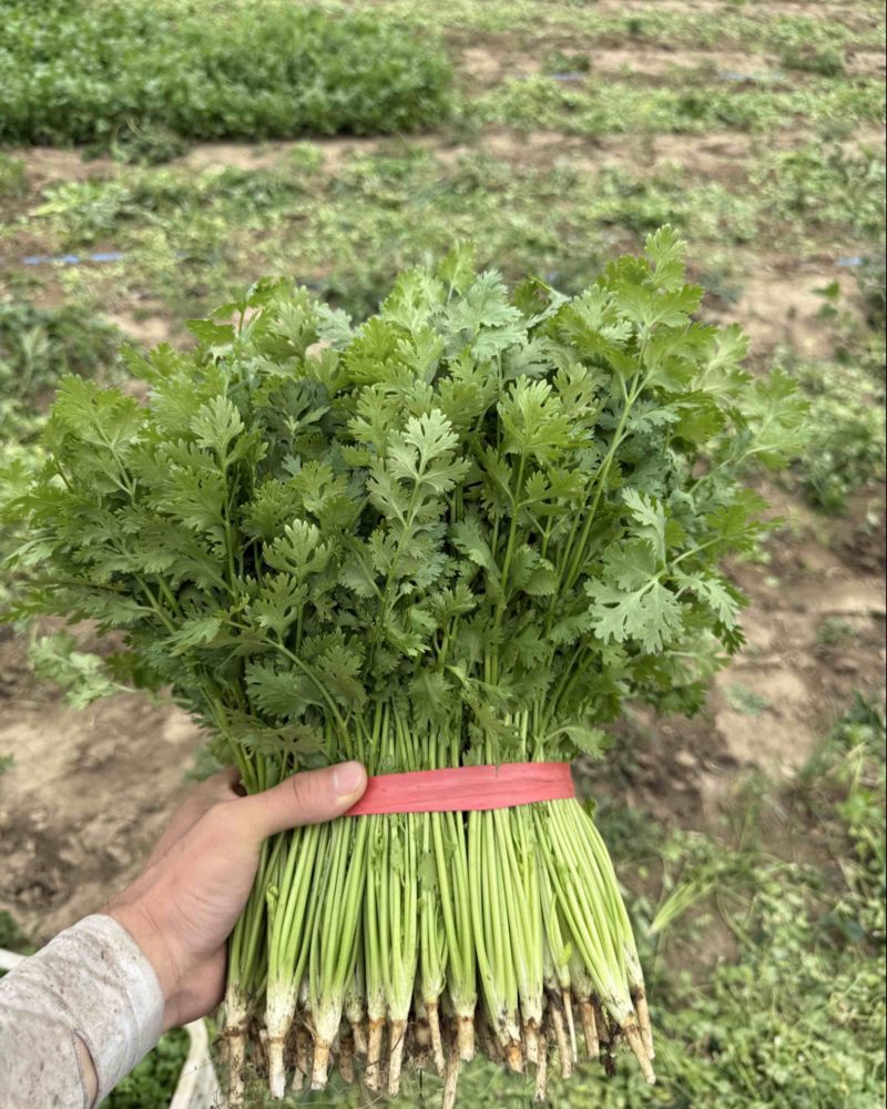 山东铁杆青香菜大量上市中，产地一手货源，视频看货对接全国