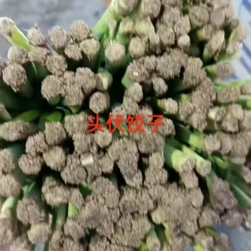 精品韭菜