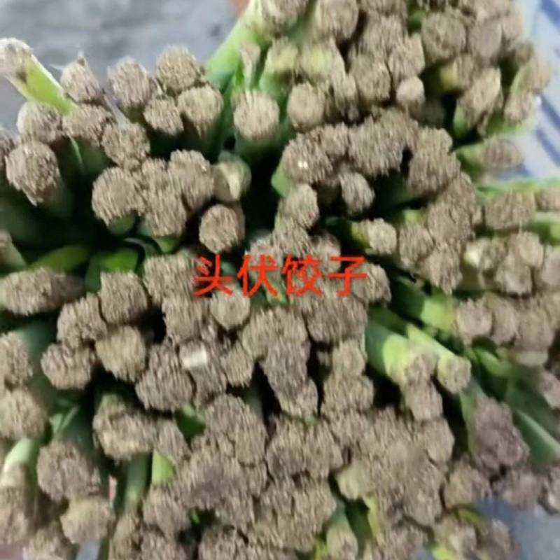 精品韭菜