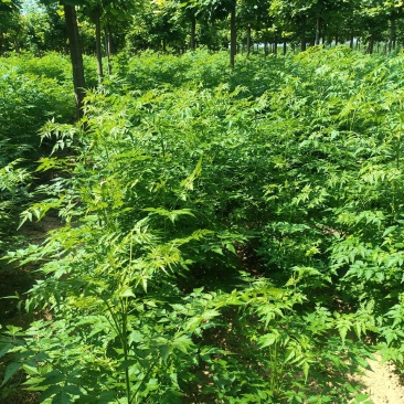 周口苦楝苗，苦楝1公分，2公分苦楝，高度1-3米！