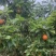四川宜宾佛来山黄花梨