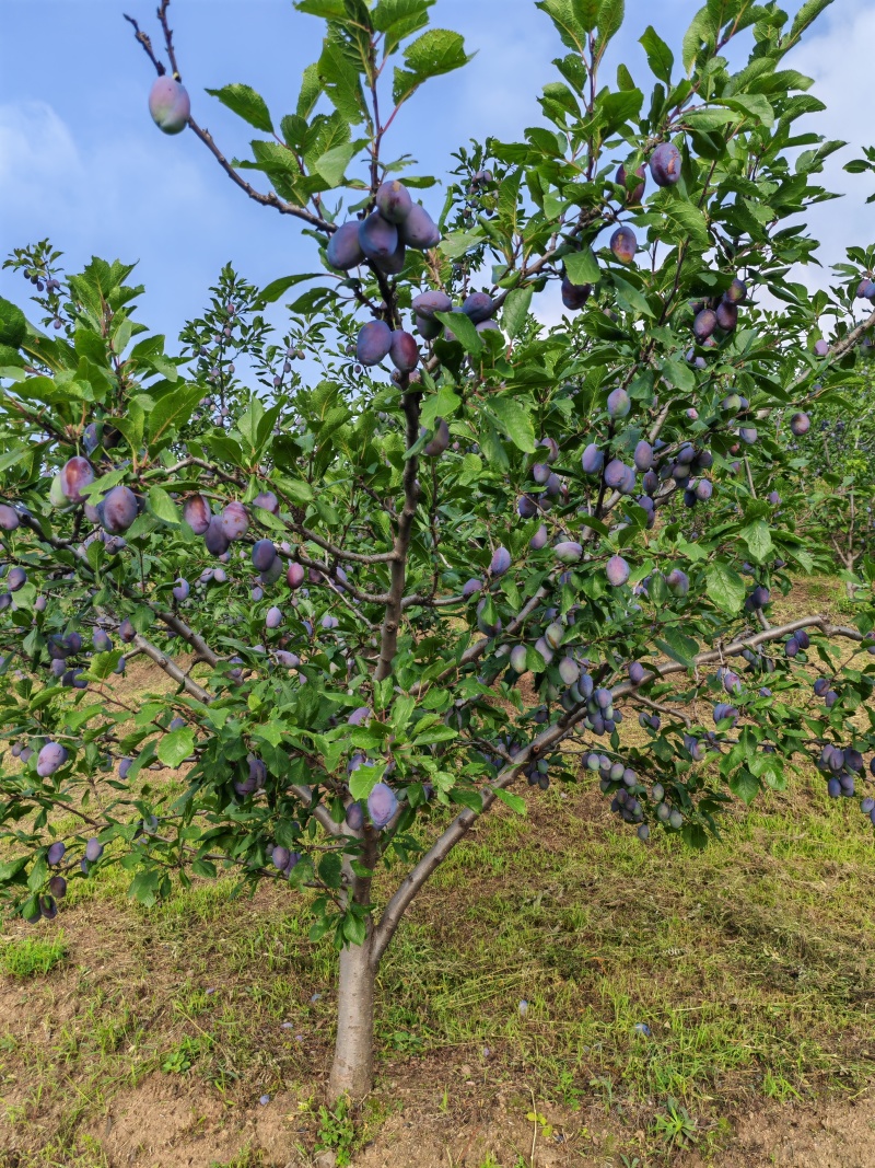 产地，西梅直发。
