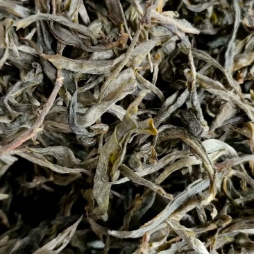 镇沅老海塘茶