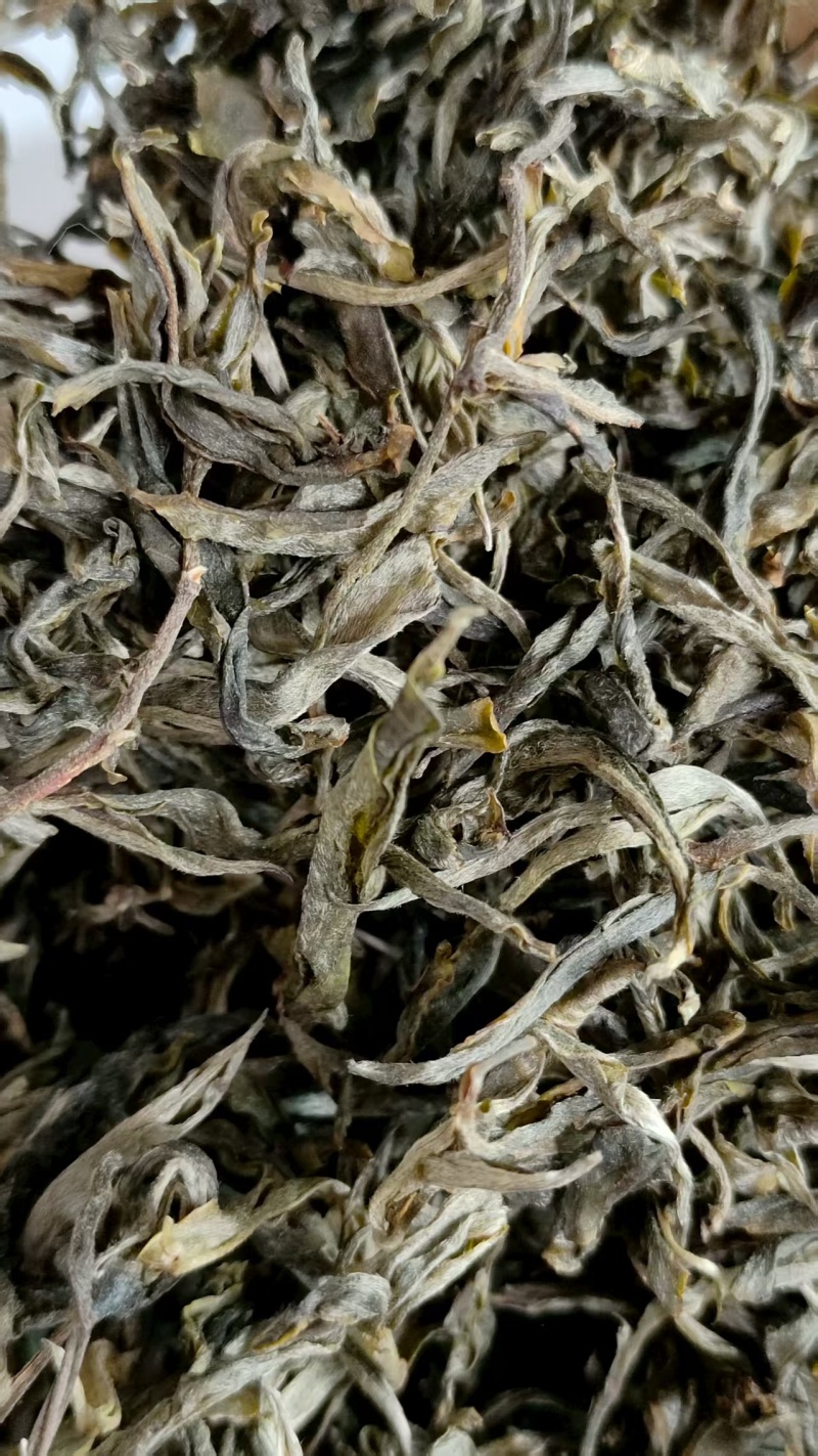 镇沅老海塘茶