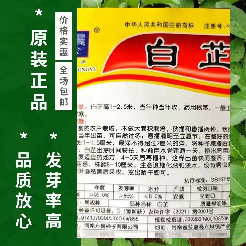纯2年生，白芷种子，2025年新采摘，纯正，发芽率高