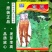 纯2年生，白芷种子，2025年新采摘，纯正，发芽率高