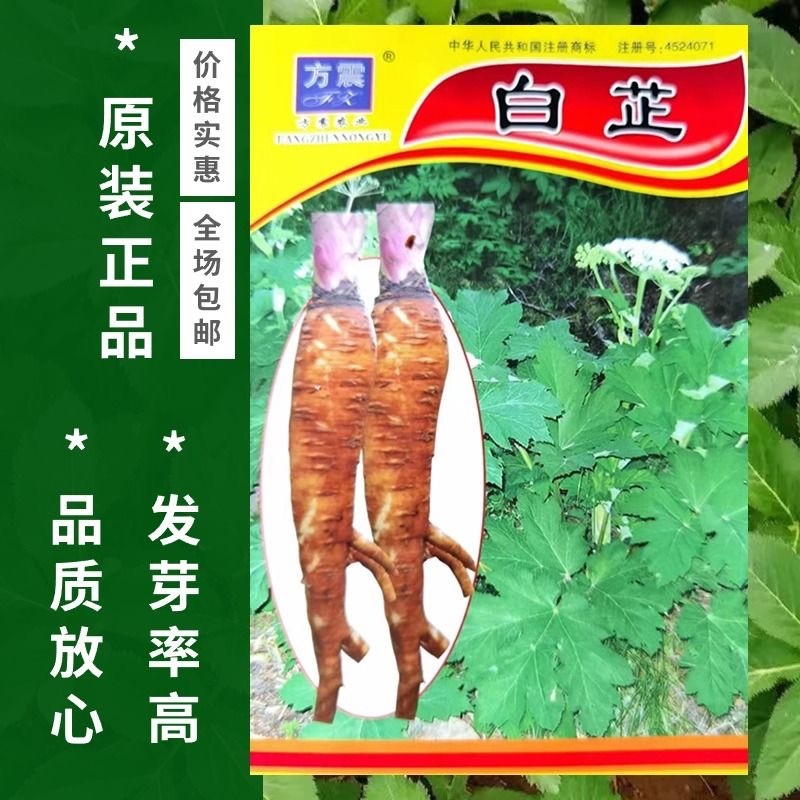纯2年生，白芷种子，2025年新采摘，纯正，发芽率高