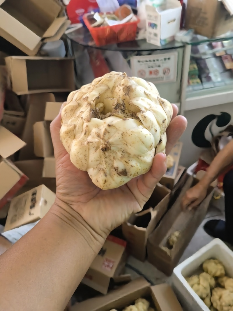 湖南省怀化市溆浦县花草苗木龙牙百合对接批发零售一件代发价