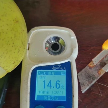 酥脆一号梨1万斤左右，需要的客商通过一亩田联系我