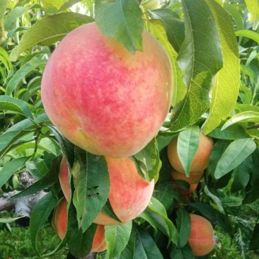 脆甜桃