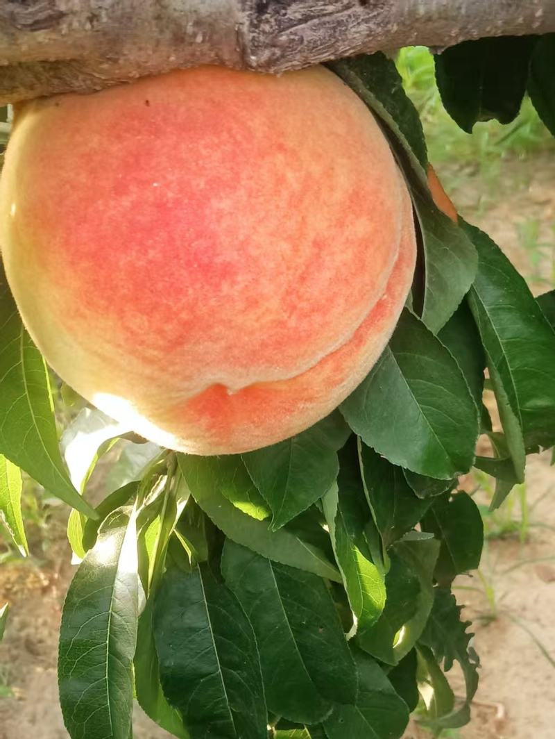 脆甜桃