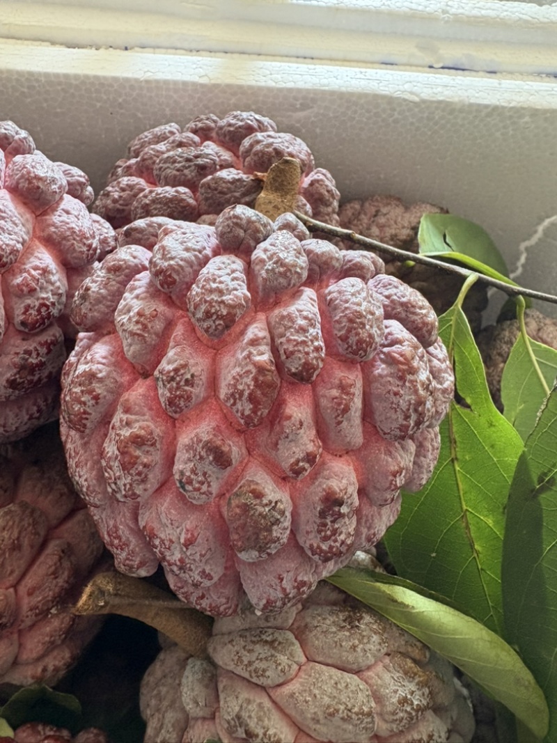 红玫瑰释迦果