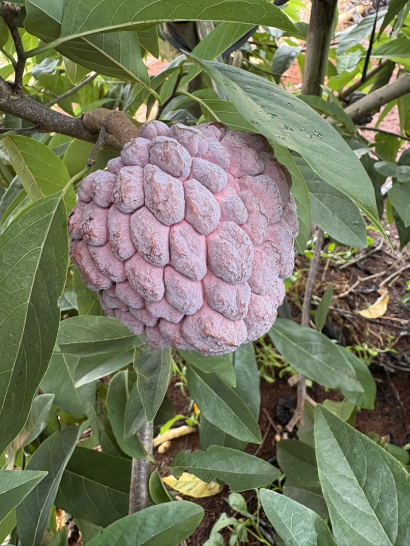 红玫瑰释迦果
