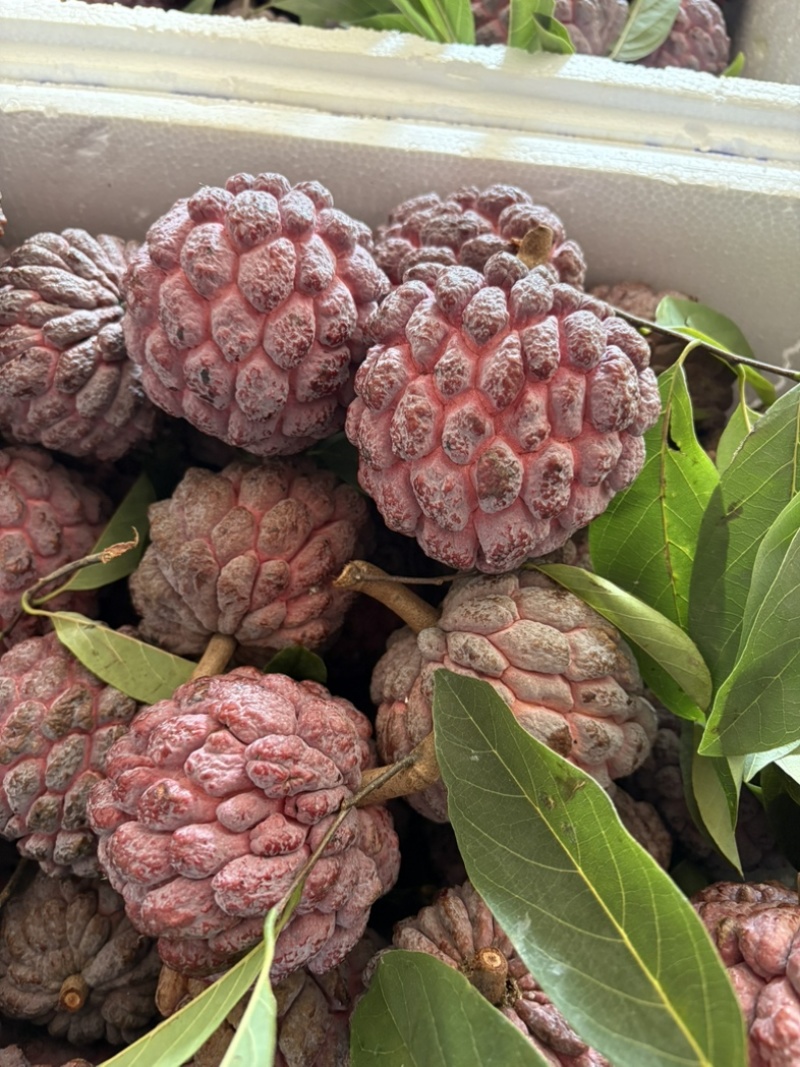 红玫瑰释迦果