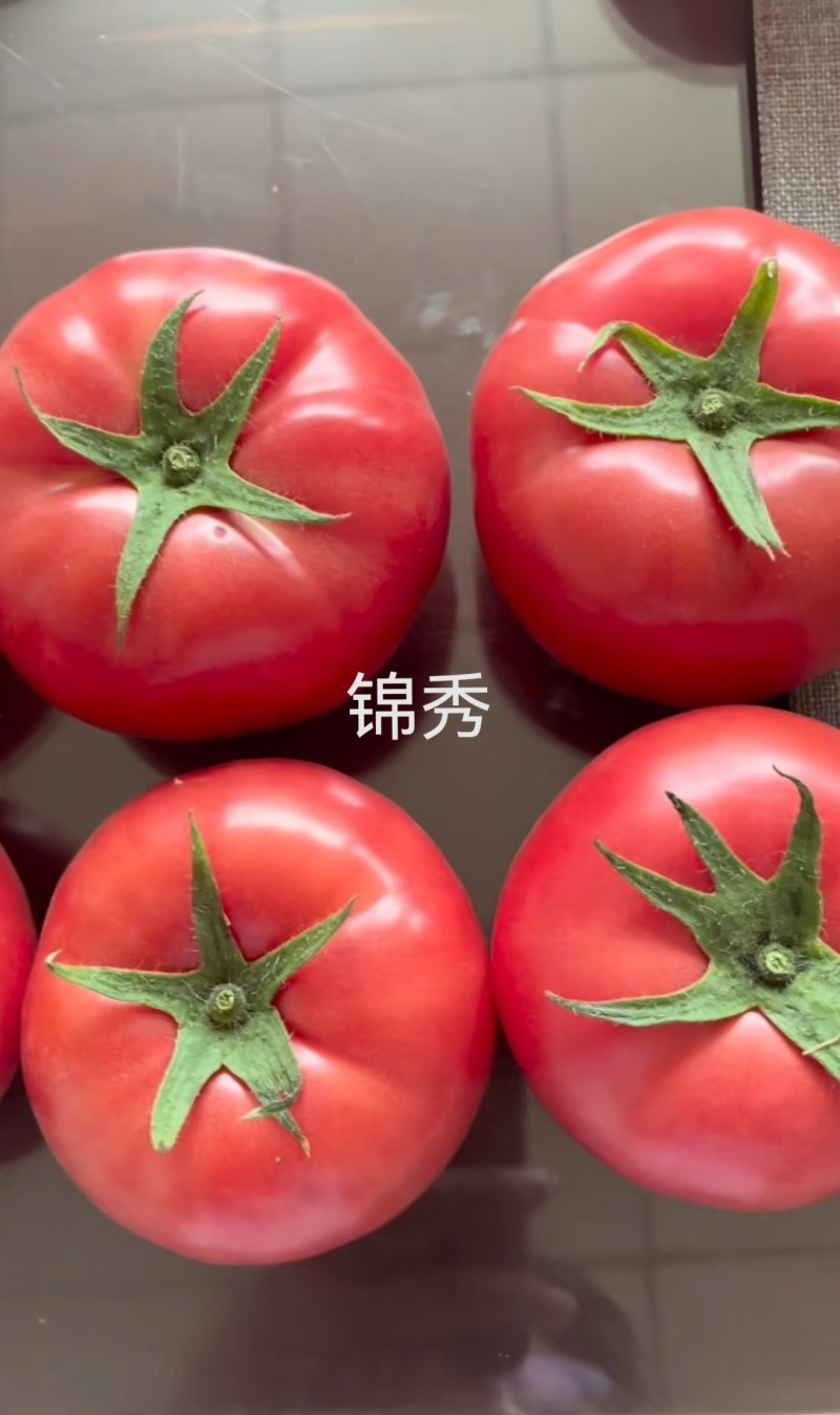 锦秀糖度9个糖普罗旺斯优乐美口感大粉西红柿苗