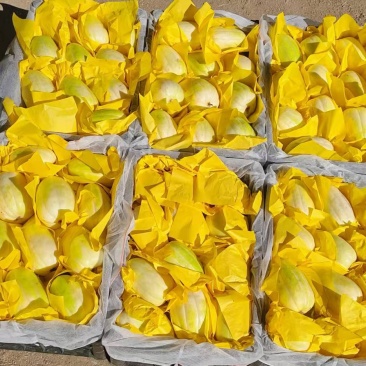 黑龙江友好香瓜
