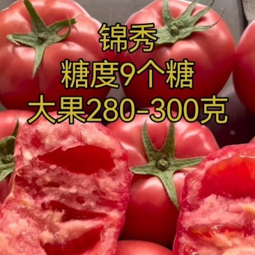 锦秀糖度9个糖普罗旺斯优乐美口感大粉西红柿苗