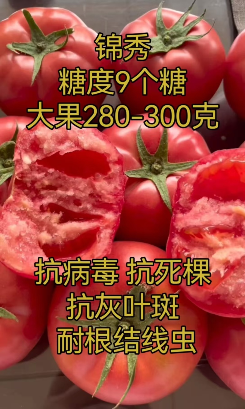 锦秀糖度9个糖普罗旺斯优乐美口感大粉西红柿苗
