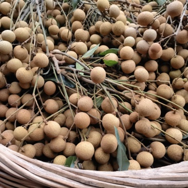 广西龙眼工厂果大量供应价格美丽